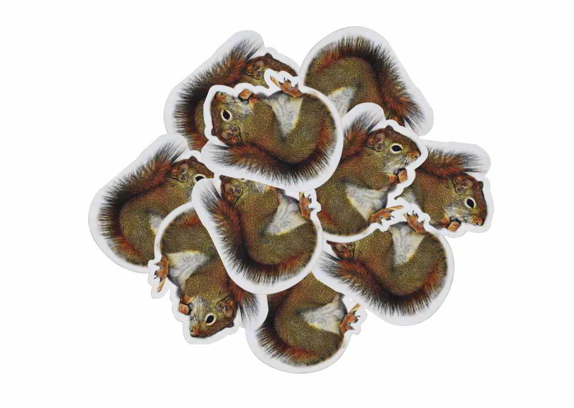 Custom squirrel stickers | Decals.com