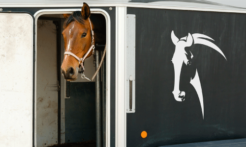 Large horse decal of a horse head het outline white on black